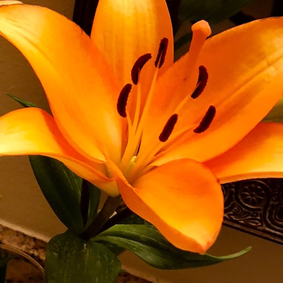 flowers9232
